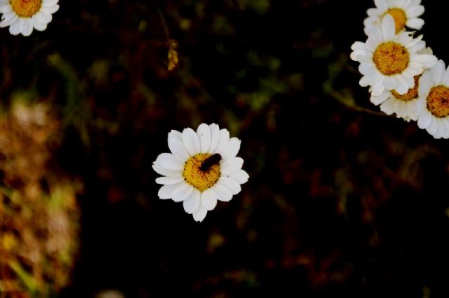 Campo imperatore  - Anthemis montana ?